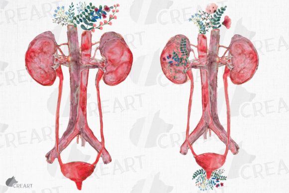 Blending Beauty and Biology: The Unique Appeal of the Floral Anatomical Urinary Tract System
