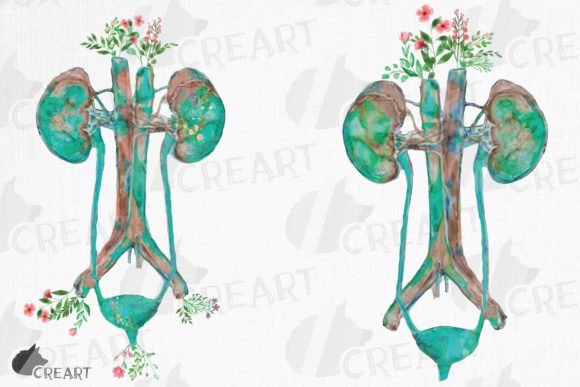 Elevating Medical Art: The Unique Appeal of the Floral Anatomical Urinary Tract System